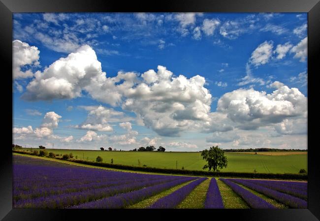 Enchanting Lavender Seascape, Cotswolds, England Framed Print by Andy Evans Photos