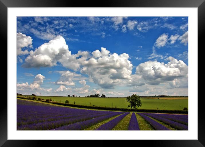 Enchanting Lavender Seascape, Cotswolds, England Framed Mounted Print by Andy Evans Photos