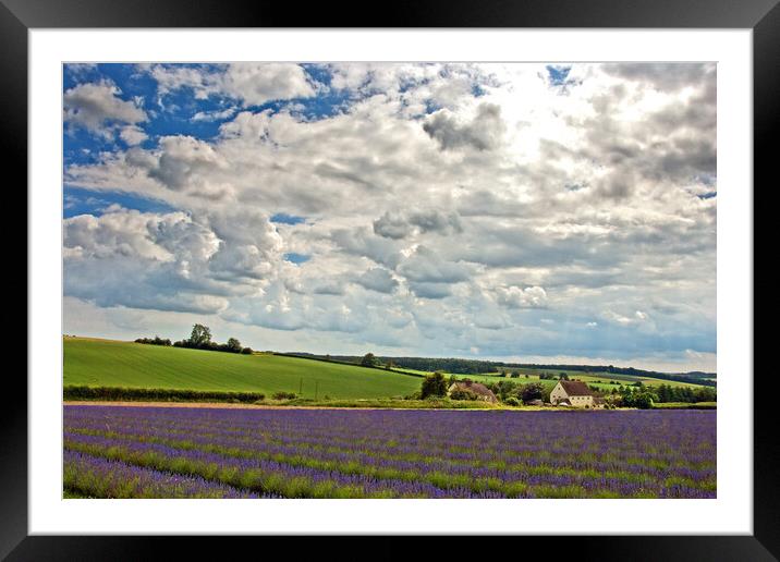 Enchanting Lavender Landscape, Cotswolds England Framed Mounted Print by Andy Evans Photos