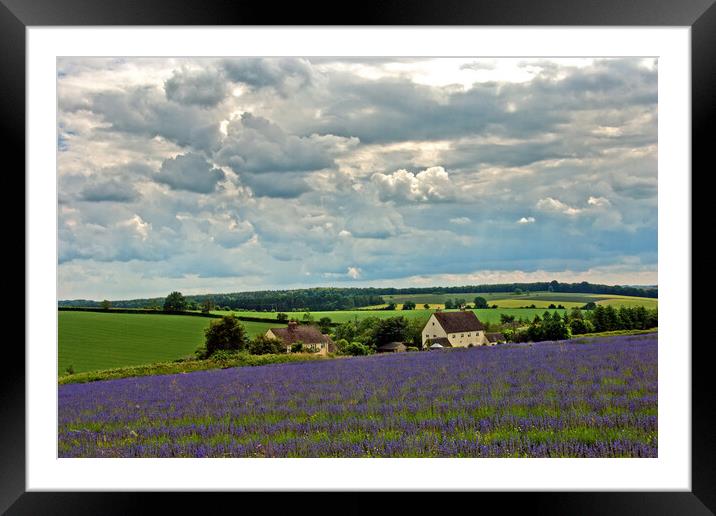 Enchanting Lavender Panorama of Cotswolds Framed Mounted Print by Andy Evans Photos