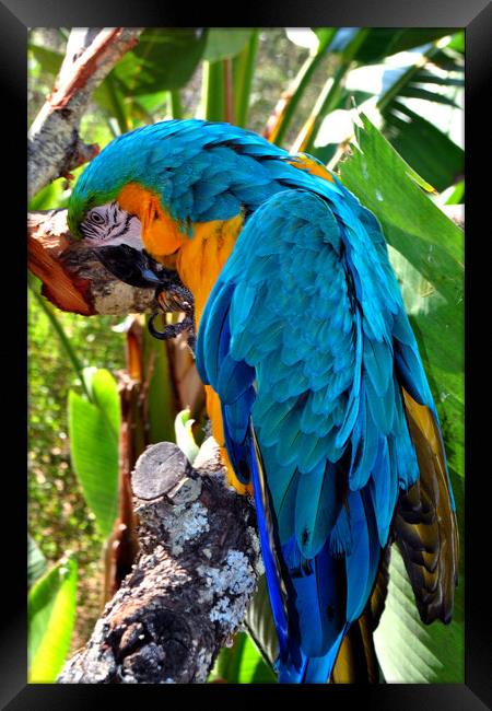 Resplendent Azure and Gold Macaw Framed Print by Andy Evans Photos