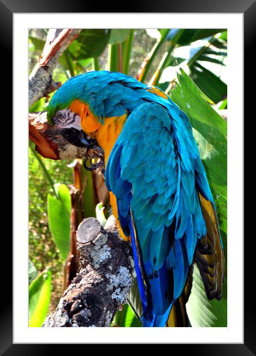 Resplendent Azure and Gold Macaw Framed Mounted Print by Andy Evans Photos