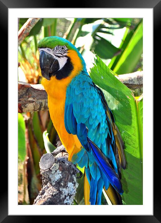 Vibrant Blue and Yellow Macaw Portrait Framed Mounted Print by Andy Evans Photos