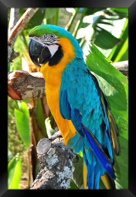 Vibrant Macaw Parrot: Nature's Colour Palette Framed Print by Andy Evans Photos