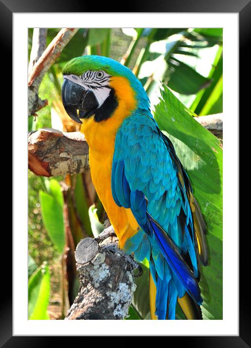 Vibrant Macaw Parrot: Nature's Colour Palette Framed Mounted Print by Andy Evans Photos