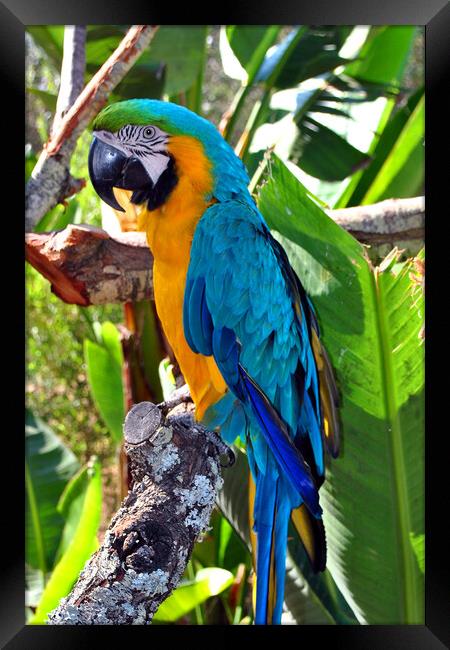 Macaw Parrot Yellow And Blue Bird Framed Print by Andy Evans Photos
