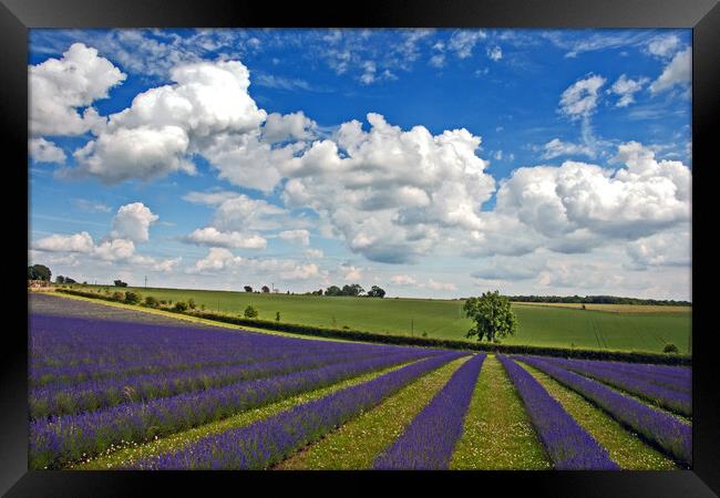 Enchanting Lavender Landscape, Cotswolds England Framed Print by Andy Evans Photos