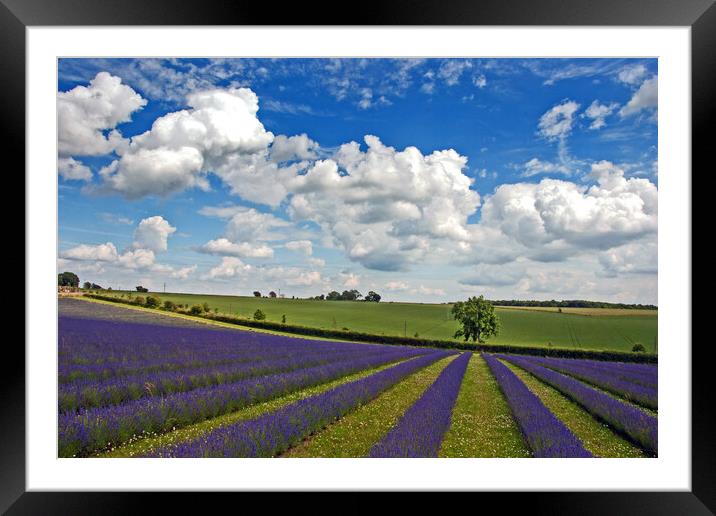Enchanting Lavender Landscape, Cotswolds England Framed Mounted Print by Andy Evans Photos