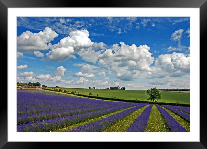 Enchanting Lavender Paradise, Cotswolds England Framed Mounted Print by Andy Evans Photos