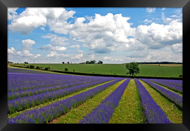Enchanting Cotswolds Lavender Field Framed Print by Andy Evans Photos