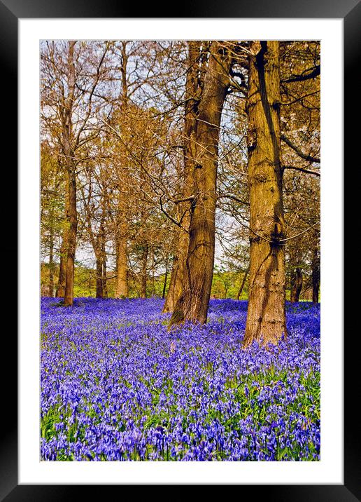 Bluebell Woods Greys Court Oxfordshire England UK Framed Mounted Print by Andy Evans Photos