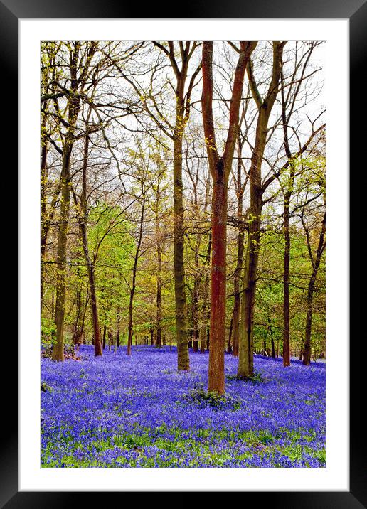 Bluebell Woods Greys Court Oxfordshire England UK Framed Mounted Print by Andy Evans Photos
