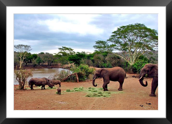 African Elephant White Rhinoceros South Africa Framed Mounted Print by Andy Evans Photos