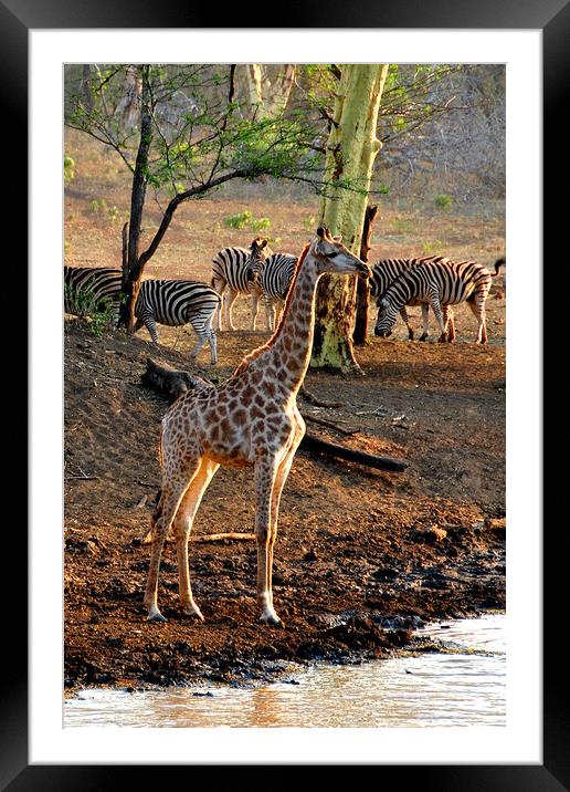 Giraffe Zulu Nyala Game Reserve South Africa Framed Mounted Print by Andy Evans Photos