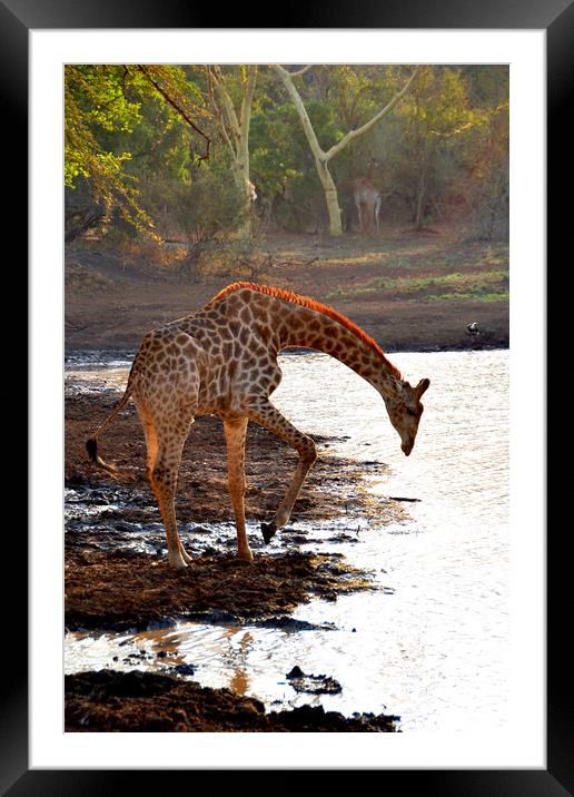 Giraffe Zulu Nyala Game Reserve South Africa Framed Mounted Print by Andy Evans Photos