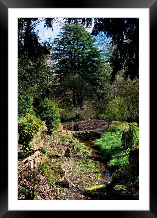 Batsford Arboretum Moreton In Marsh Cotswolds UK Framed Mounted Print by Andy Evans Photos