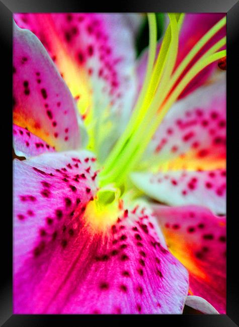 Pink Lily Framed Print by Andy Evans Photos