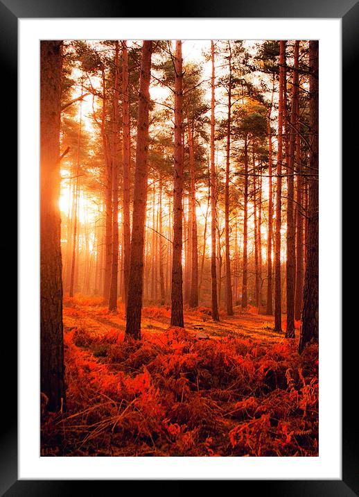 Wokefield Common, West Berkshire Framed Mounted Print by Andy Evans Photos