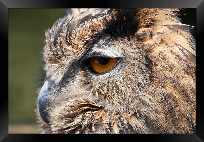 Owl, Bird of Prey Framed Print by Andy Evans Photos