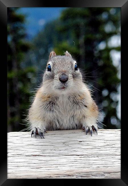Chipmunk in Banff, Canada Framed Print by Andy Evans Photos