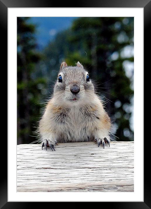 Chipmunk in Banff, Canada Framed Mounted Print by Andy Evans Photos