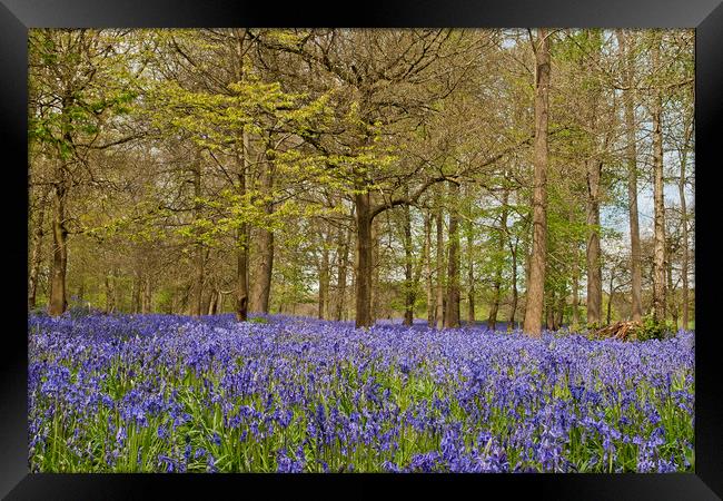 Bluebell Woods Greys Court Oxfordshire  Framed Print by Andy Evans Photos