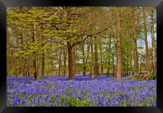 Bluebell Woods Greys Court Oxfordshire  Framed Print by Andy Evans Photos