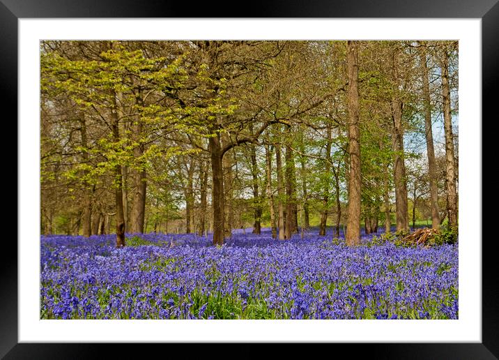 Bluebell Woods Greys Court Oxfordshire  Framed Mounted Print by Andy Evans Photos