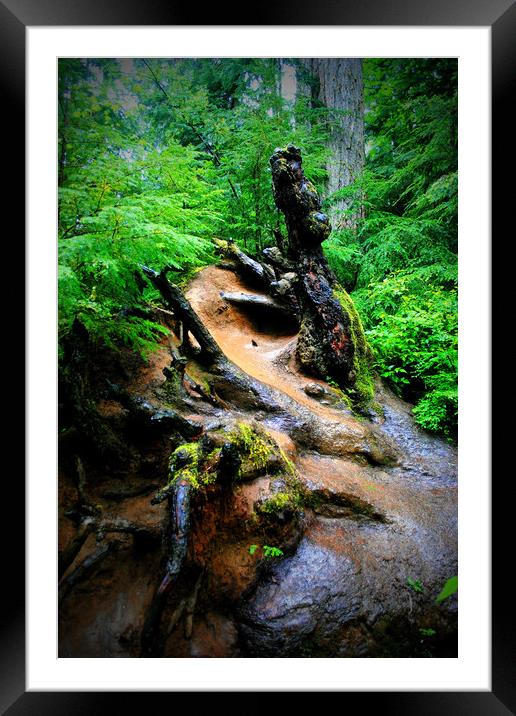 Carmanah Rainforest Vancouver Island Canada Framed Mounted Print by Andy Evans Photos