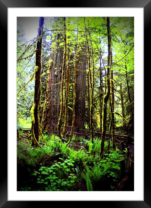Carmanah Rainforest Vancouver Island Canada Framed Mounted Print by Andy Evans Photos