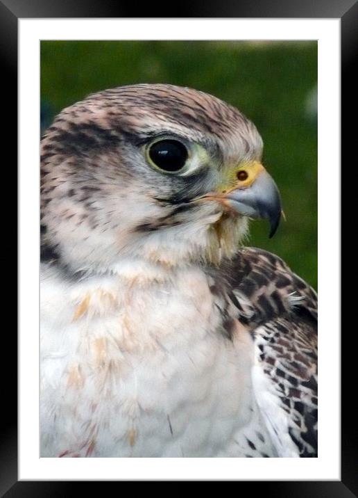 Bird of Prey Framed Mounted Print by Andy Evans Photos