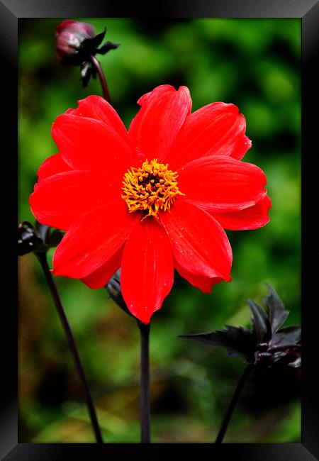 Flowering red Dahlia summer flower Framed Print by Andy Evans Photos