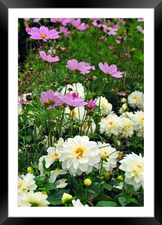 White Dahlia and Pink Coreopsis cosmos flowers  Framed Mounted Print by Andy Evans Photos