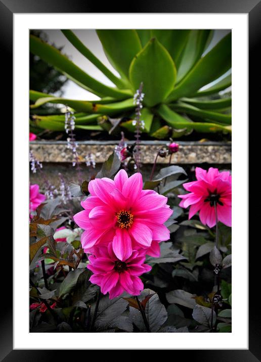 Pink purple Dahila summer flowers Framed Mounted Print by Andy Evans Photos