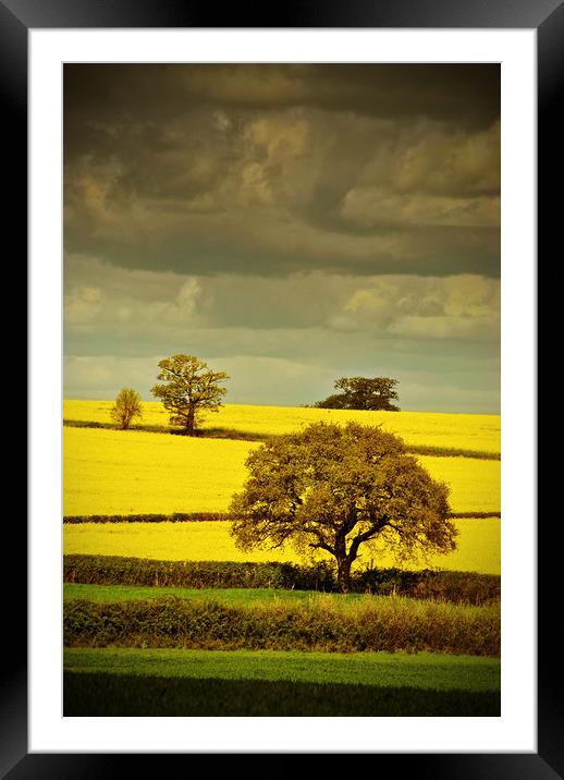 Golden Canola Fields Framed Mounted Print by Andy Evans Photos