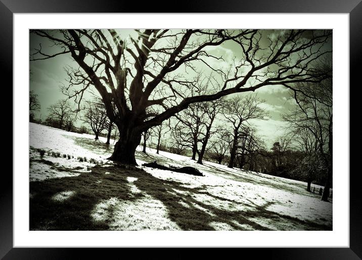 Old Tree at The Vyne Sherborne St John Framed Mounted Print by Andy Evans Photos