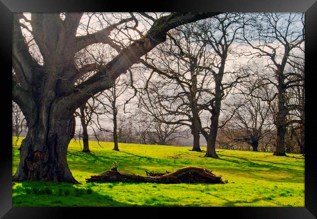 Old Tree at The Vyne Sherborne St John Framed Print by Andy Evans Photos