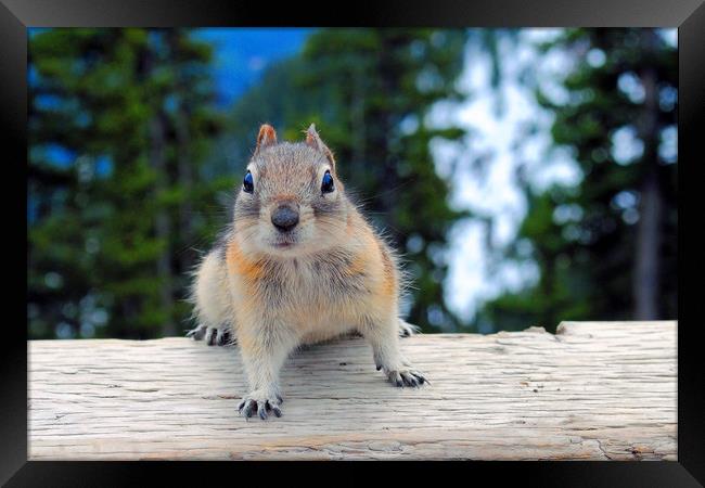 Chipmunk in Banff Alberta in Canada Framed Print by Andy Evans Photos