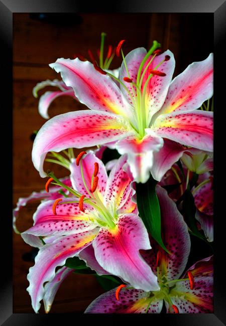 Pink Lily Lilium herbaceous flowering plants Framed Print by Andy Evans Photos