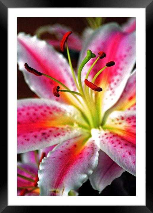 Pink Lily Lilium herbaceous flowering plants Framed Mounted Print by Andy Evans Photos