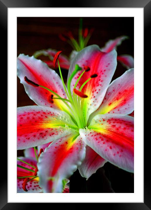 Pink Lily Lilium herbaceous flowering plants Framed Mounted Print by Andy Evans Photos