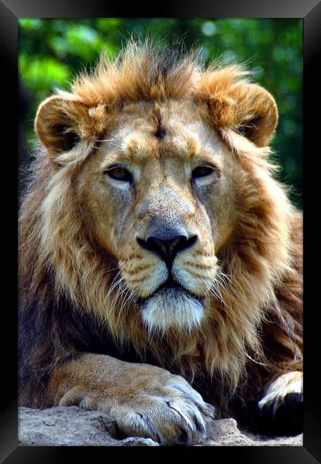 Asiatic Lion panthera leo persica big cat male Framed Print by Andy Evans Photos