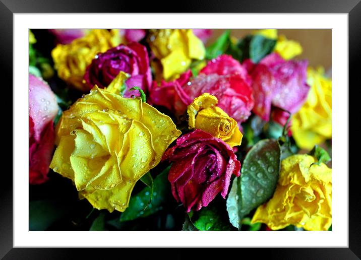 Yellow Pink And Red Rose's Summer Flowers Framed Mounted Print by Andy Evans Photos