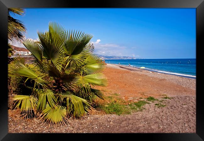 Palm trees Torrox Costa Del Sol Spain Framed Print by Andy Evans Photos