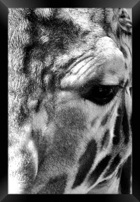 African Giraffe Amelopardalis Giraffa Framed Print by Andy Evans Photos