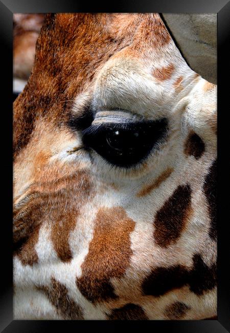 African Giraffe Amelopardalis Giraffa Framed Print by Andy Evans Photos