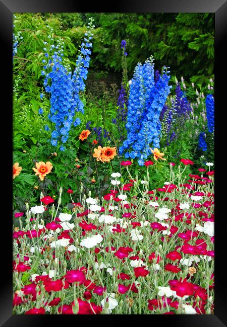 Blue Delphiniums Summer Flowers Framed Print by Andy Evans Photos