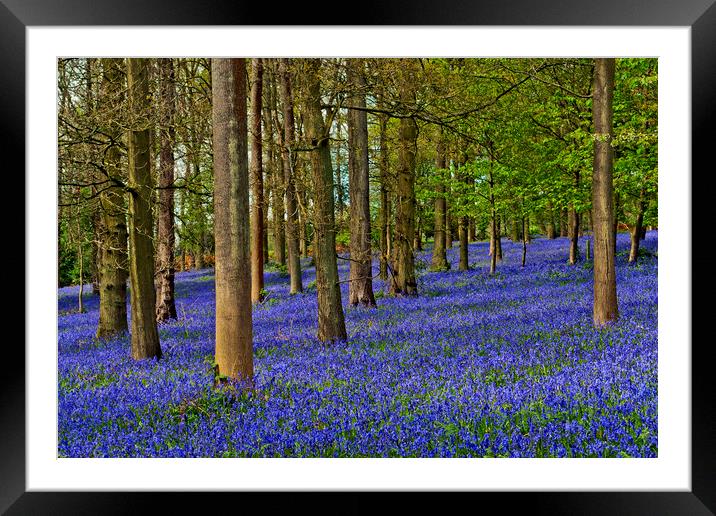 Bluebell Woods Greys Court Oxfordshire England UK Framed Mounted Print by Andy Evans Photos