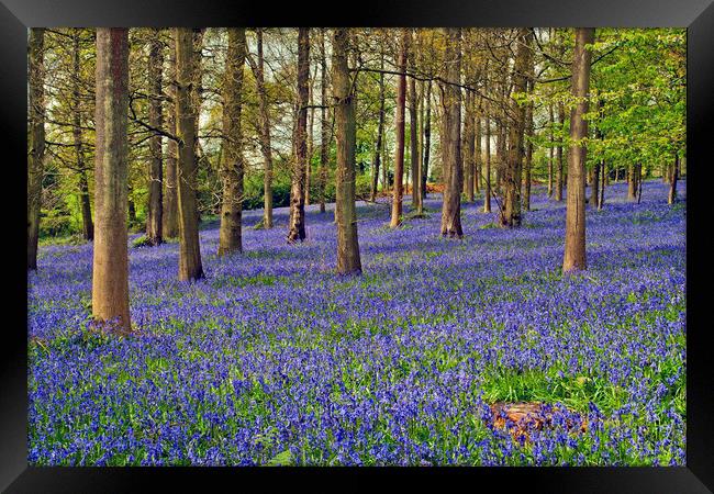 A Bluebell Wonderland Framed Print by Andy Evans Photos