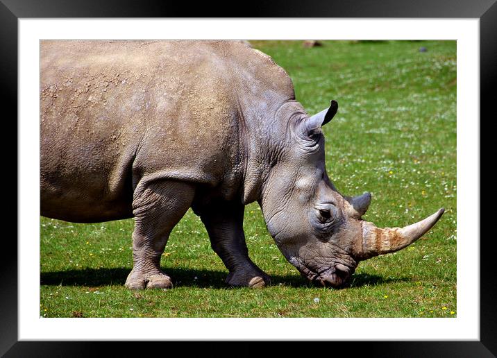 Southern White Rhino Rhinoceros Ceratotherium Simu Framed Mounted Print by Andy Evans Photos